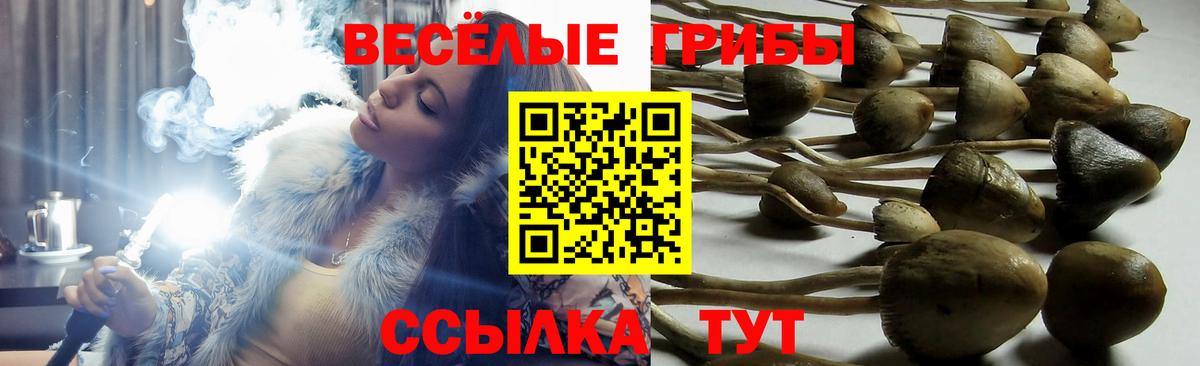 Псилоцибиновые грибы MAGIC MUSHROOMS Вышний Волочёк